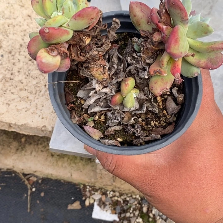 3975哈哈哈哈哈哈哈哈哈