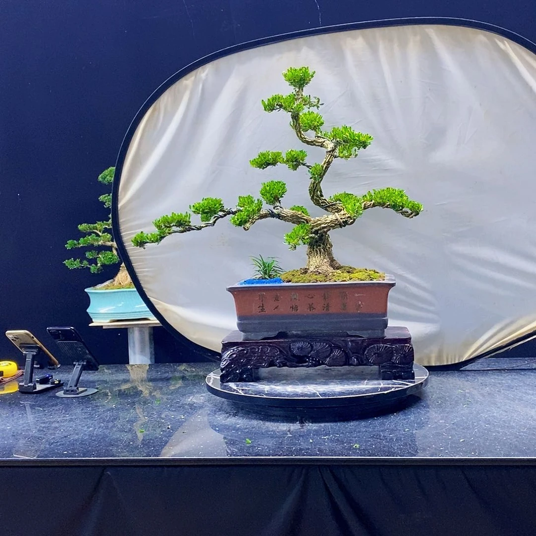 无花朵黄杨盆景造型