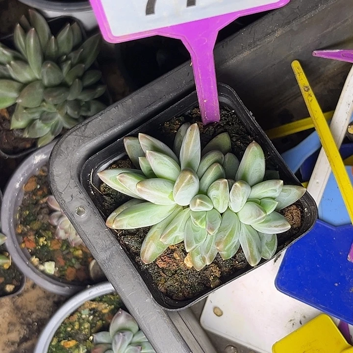 多肉植物雪黛莉778