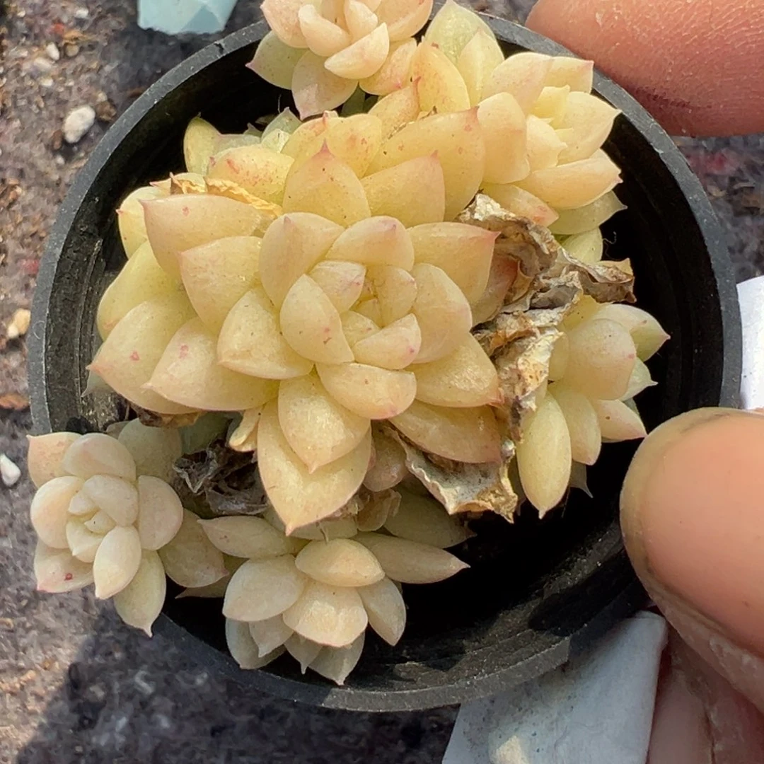 小卡拉米糖心一物一拍