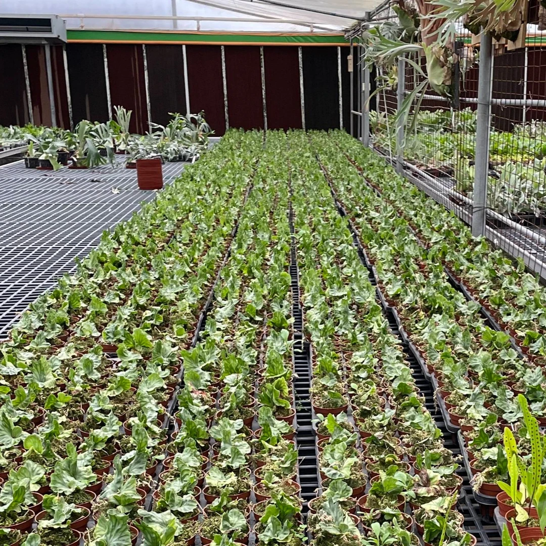 小苗专拍链接银华野银女王侏儒细菌玉女亚猴卷卷鹿角蕨性价比新手