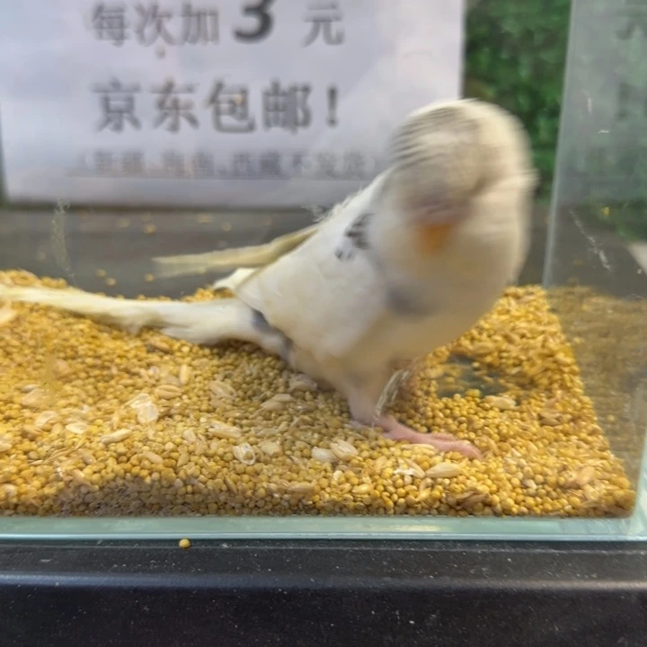 虎皮鹦鹉大头虎皮鹦鹉