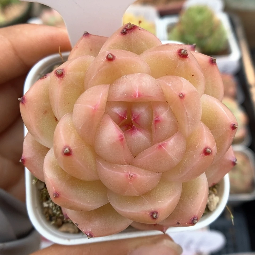 熊猫珍妮可拍31号。