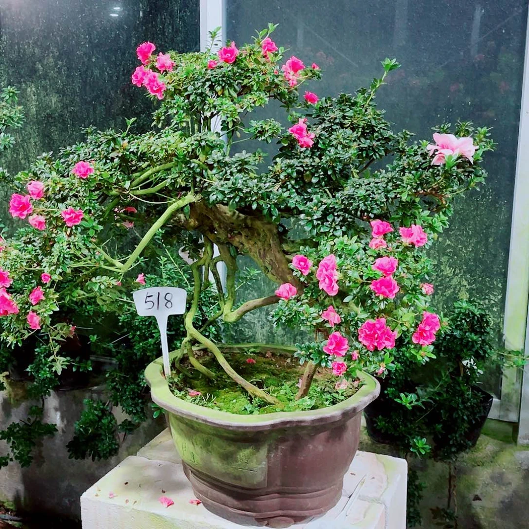 完全开放杜鹃花盆景