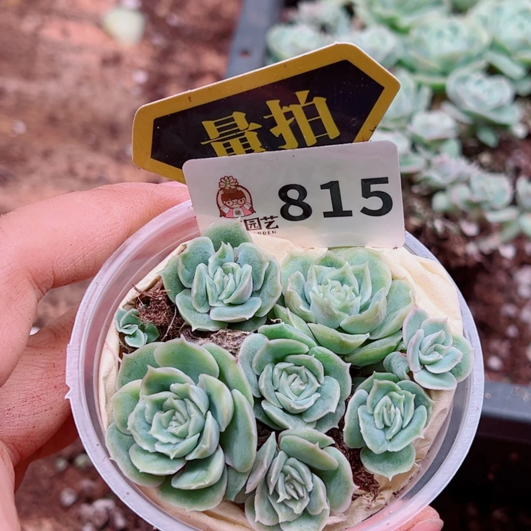 多肉植物多肉植物