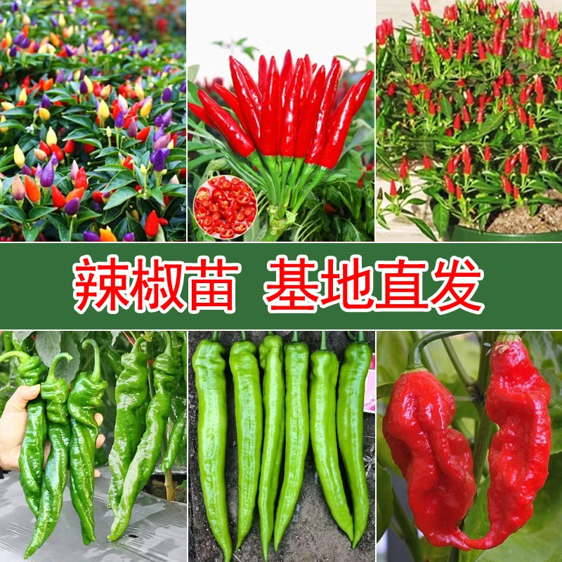 辣椒苗田园阳台盆栽七彩朝天椒菜苗小米椒甜椒牛角椒四季蔬菜秧苗