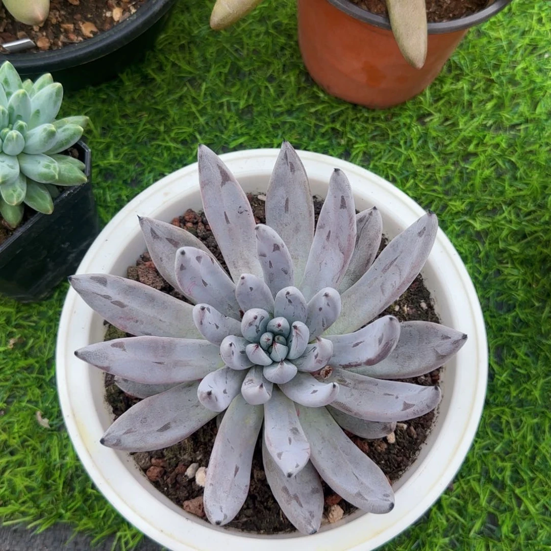 不开花植物魔抓大单头多肉植物