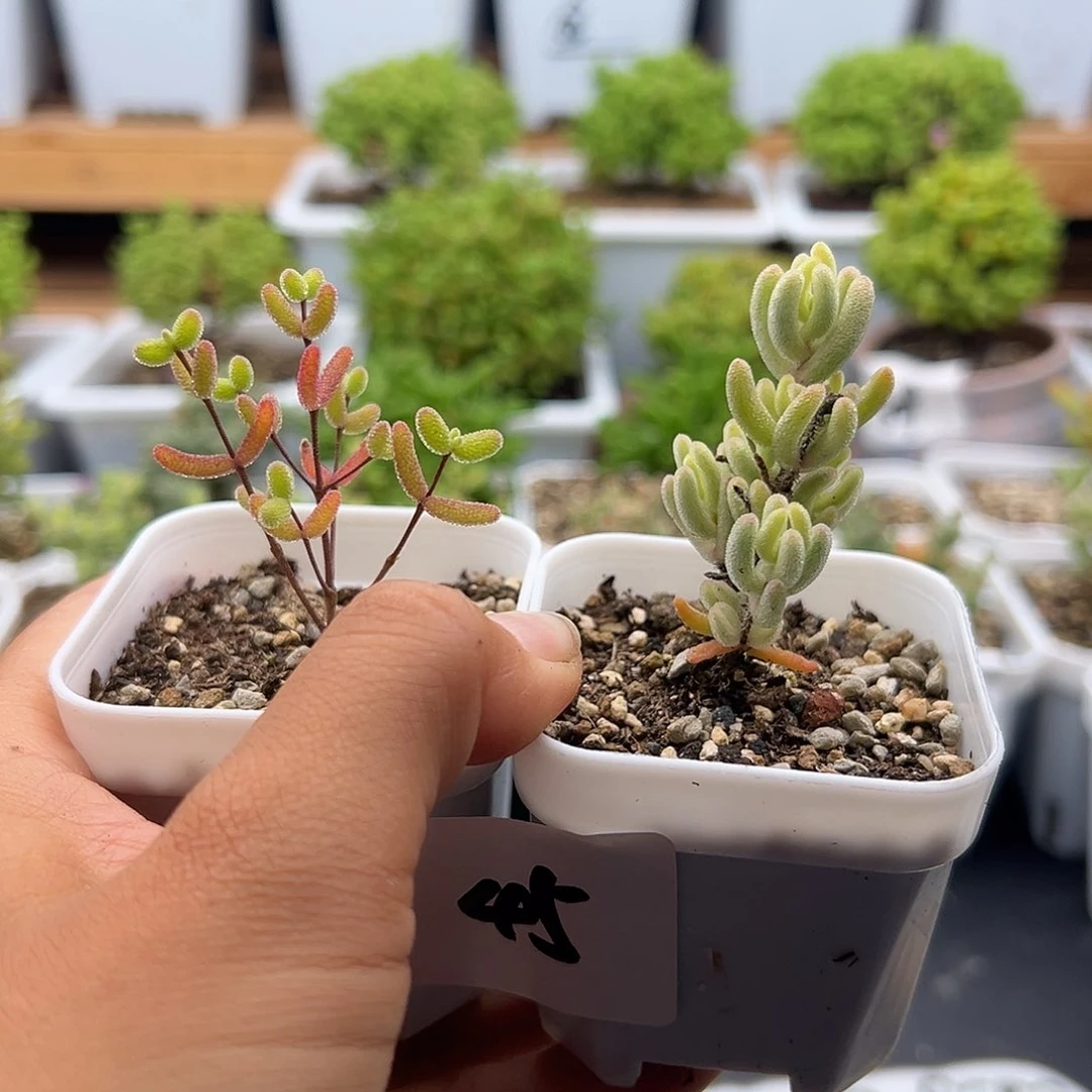 45号糖球锦➕不认识6.4多肉