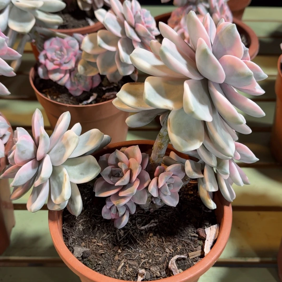 颜***。紫乐锦群，锦上园艺一物一拍