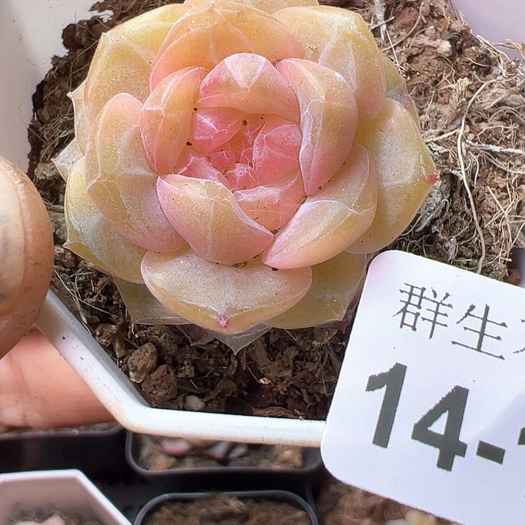 小卡拉米糖心一物一拍14-145