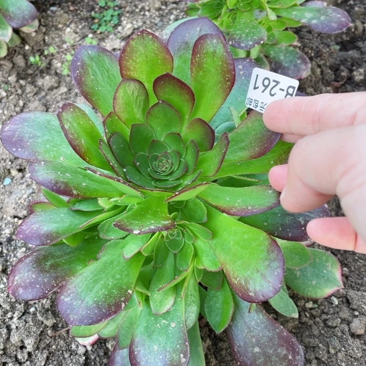 621雨河多肉12345678