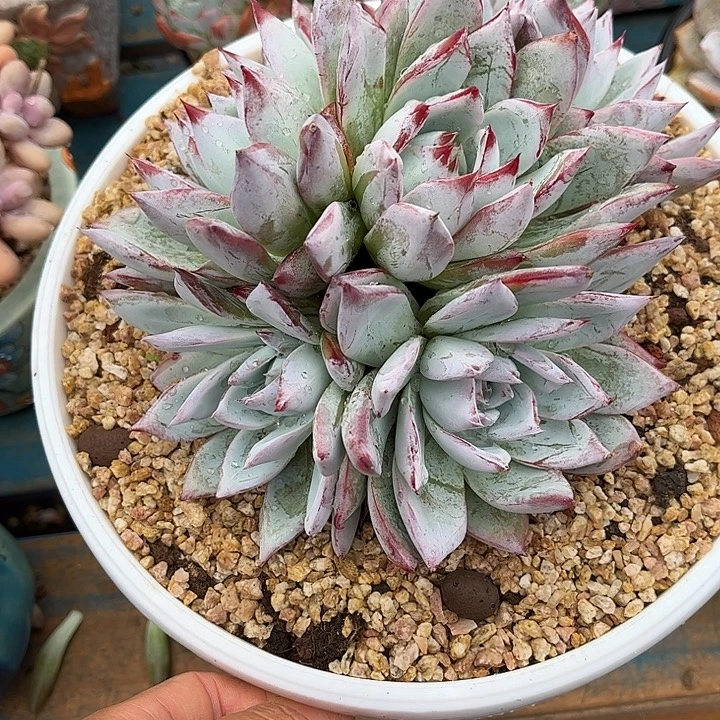 多肉植物一物一拍