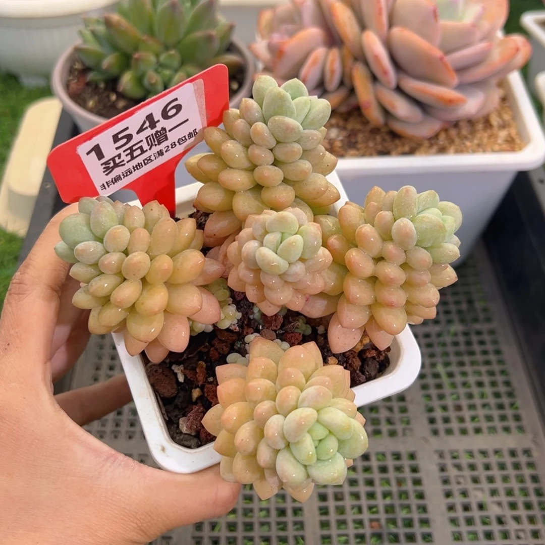 表妹精品多肉1546.