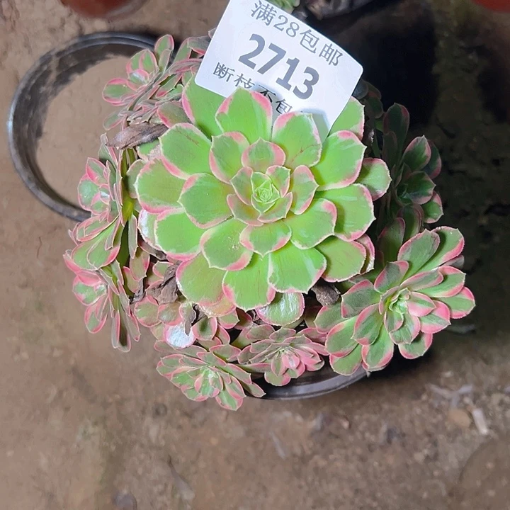 2713安娜多肉植物保护