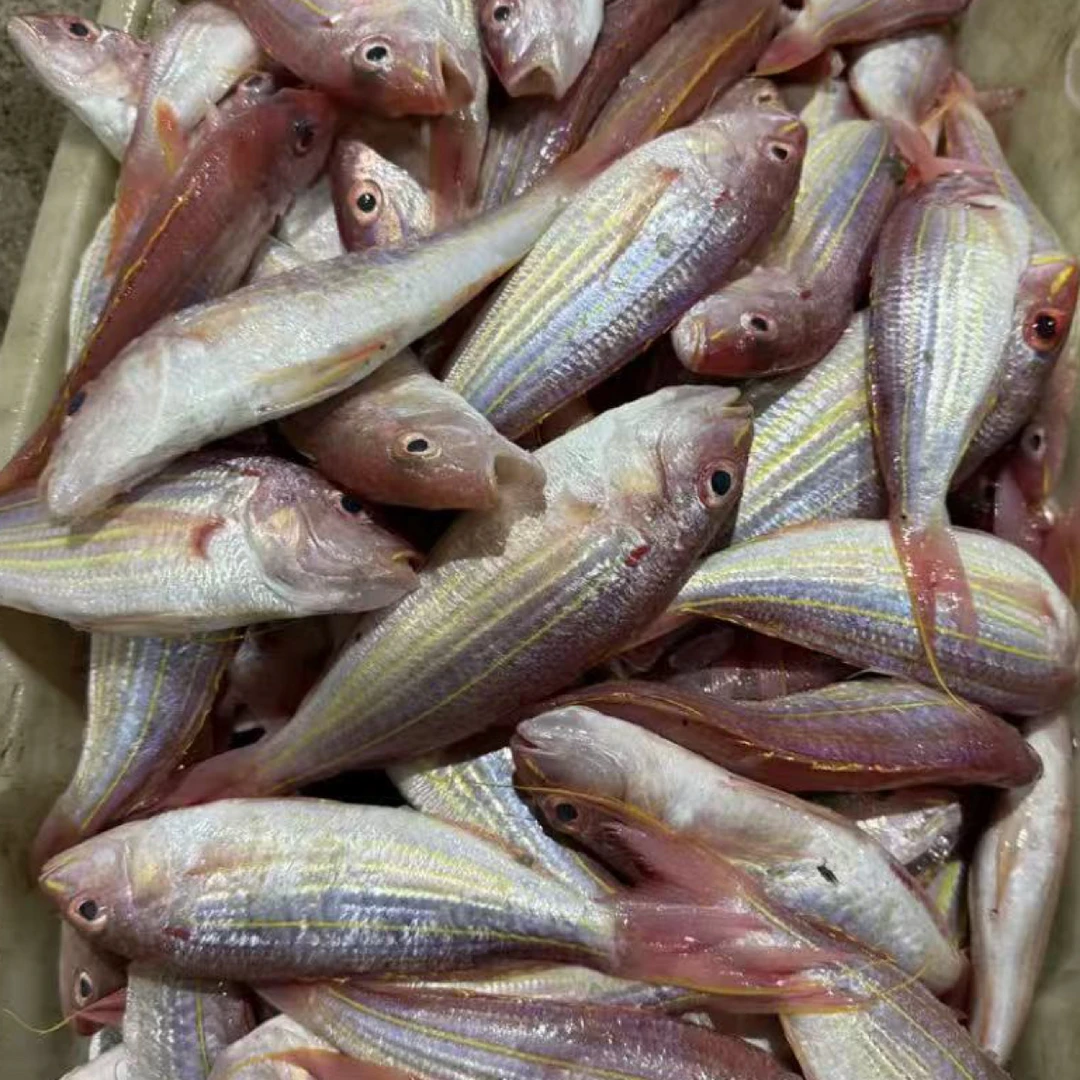 野生灯照金线鱼1斤11-13条适合煎炸烧蒸