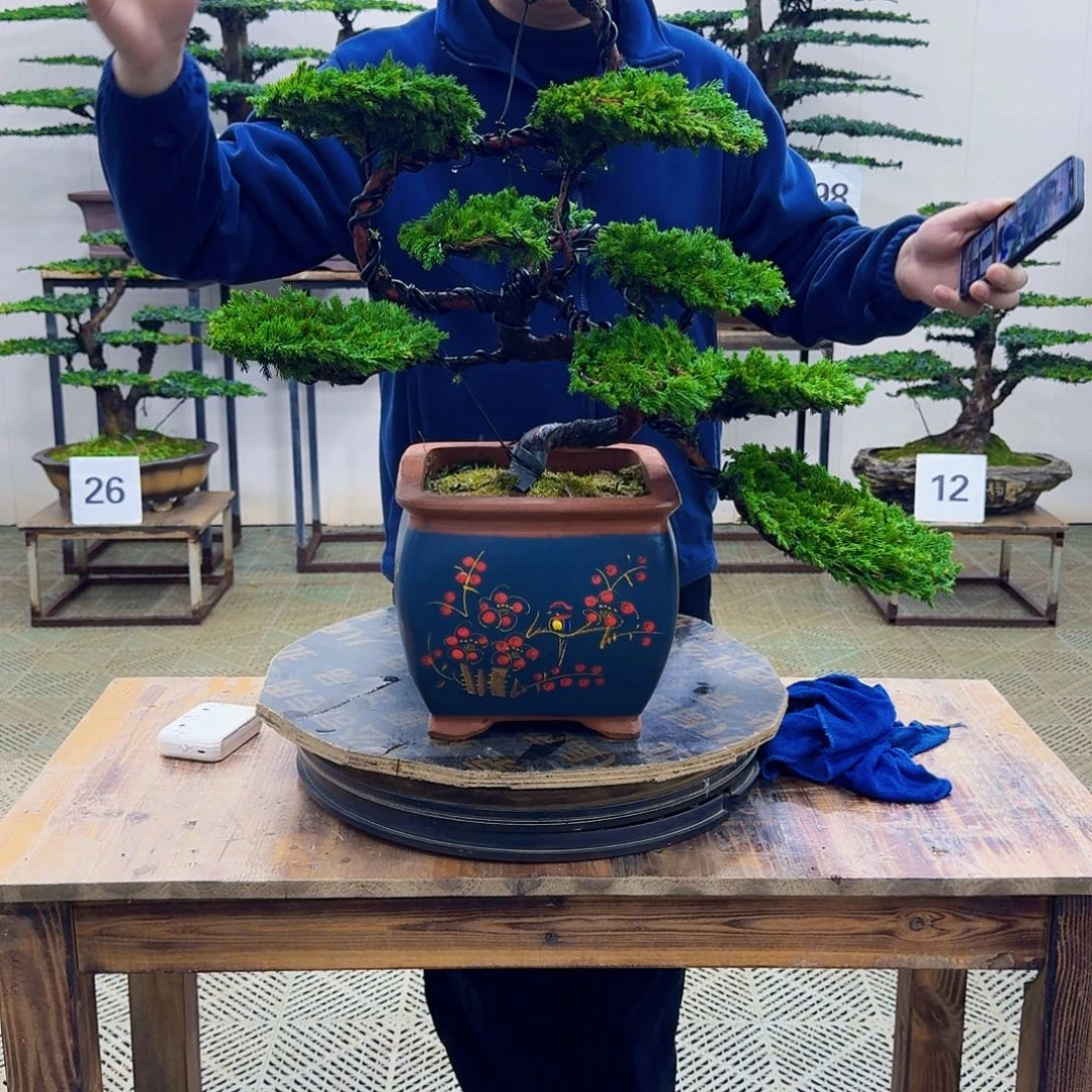 无花朵柏树造型盆景