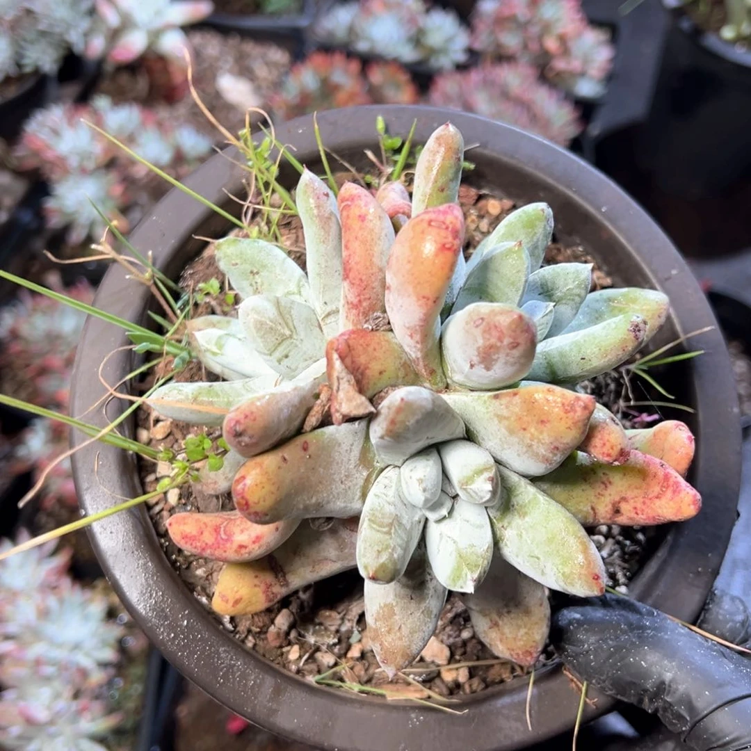 6130哈哈哈哈哈哈哈哈y