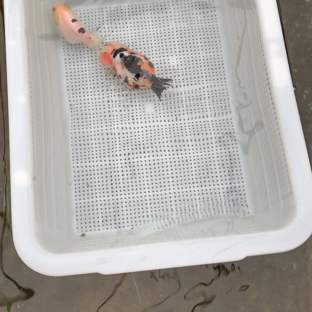 v***v金鱼奶牛68奶花48