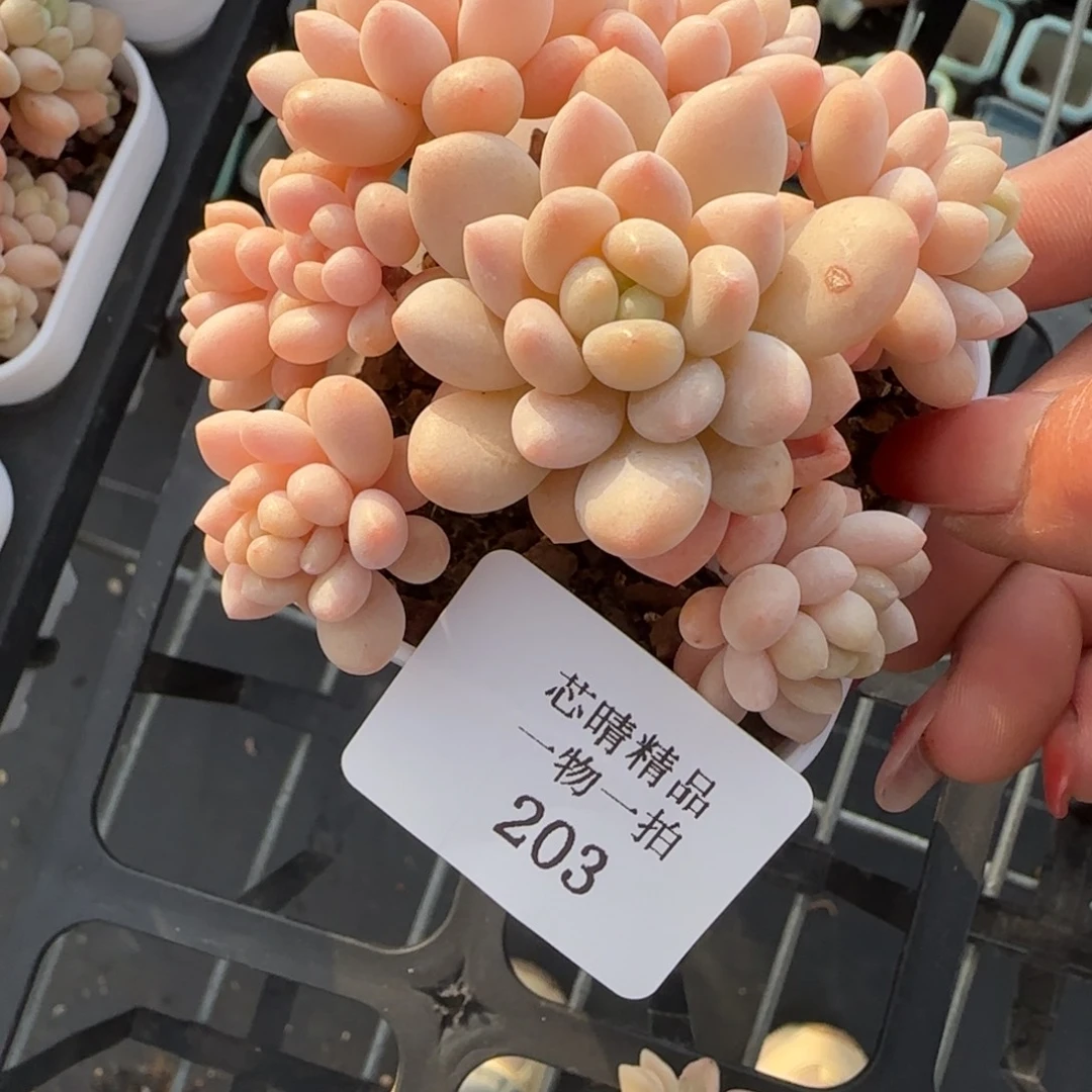 闪购精品多肉203号