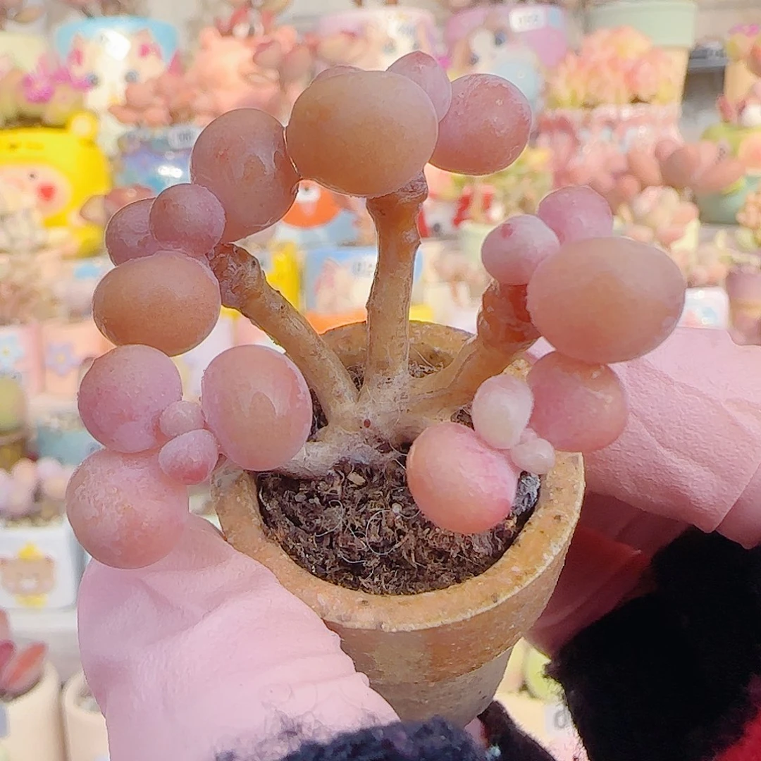 L 造型桃蛋 盆口2.5cm