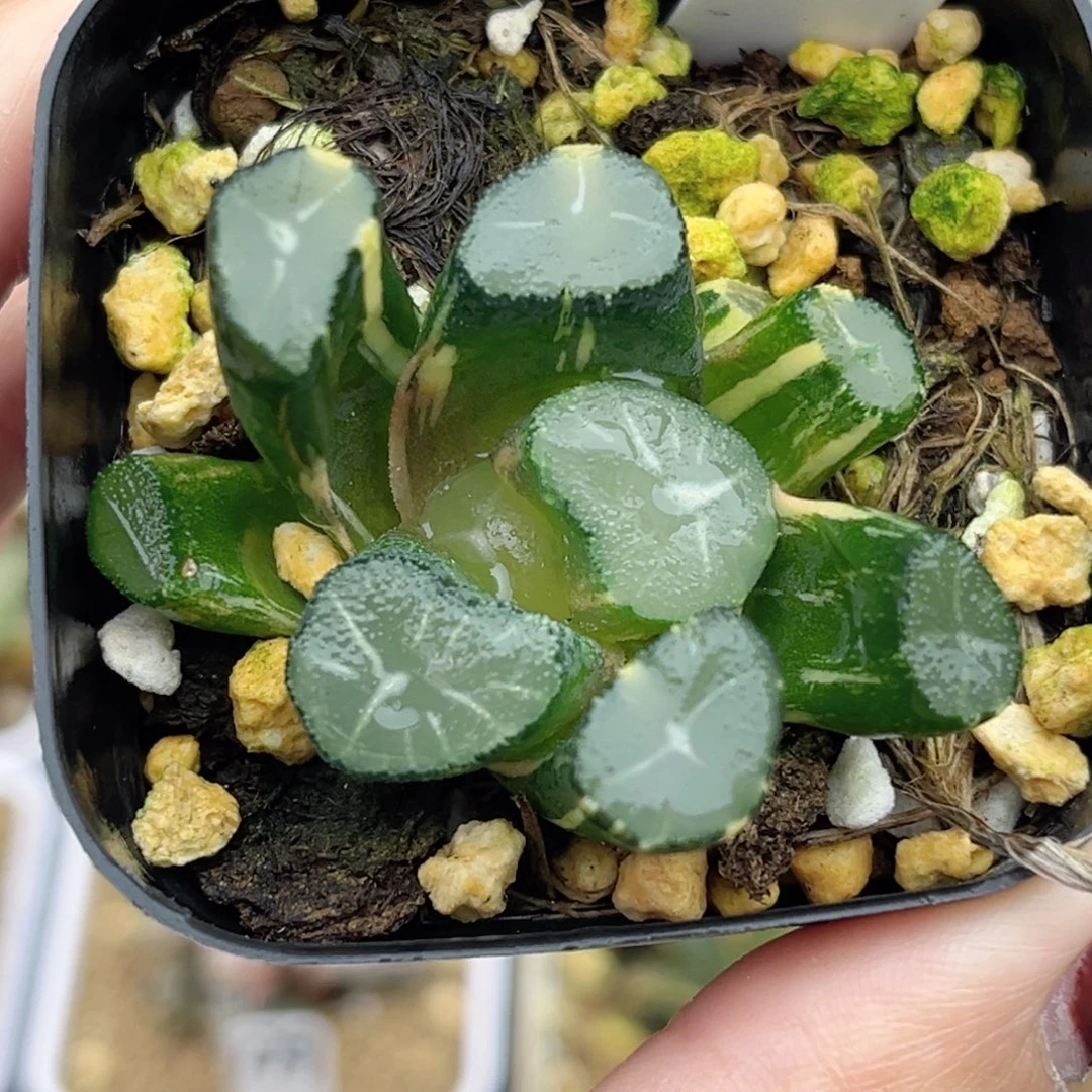 2玉龙万象锦福利专场