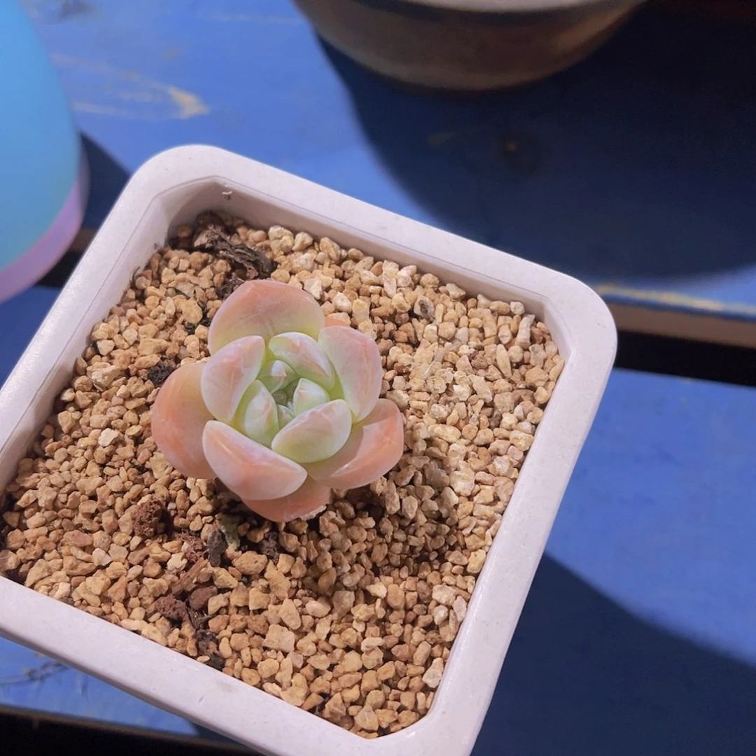 拒**虑珍妮，多肉植物，
