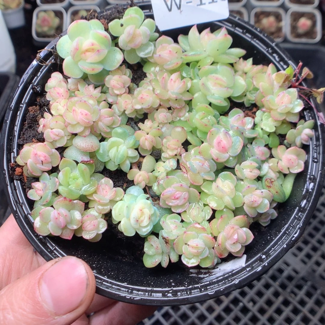 无花朵W113。 干冰yyyyyy