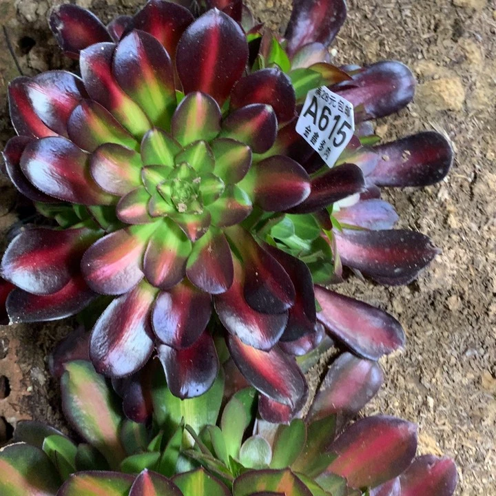 615多肉植物一物一pai