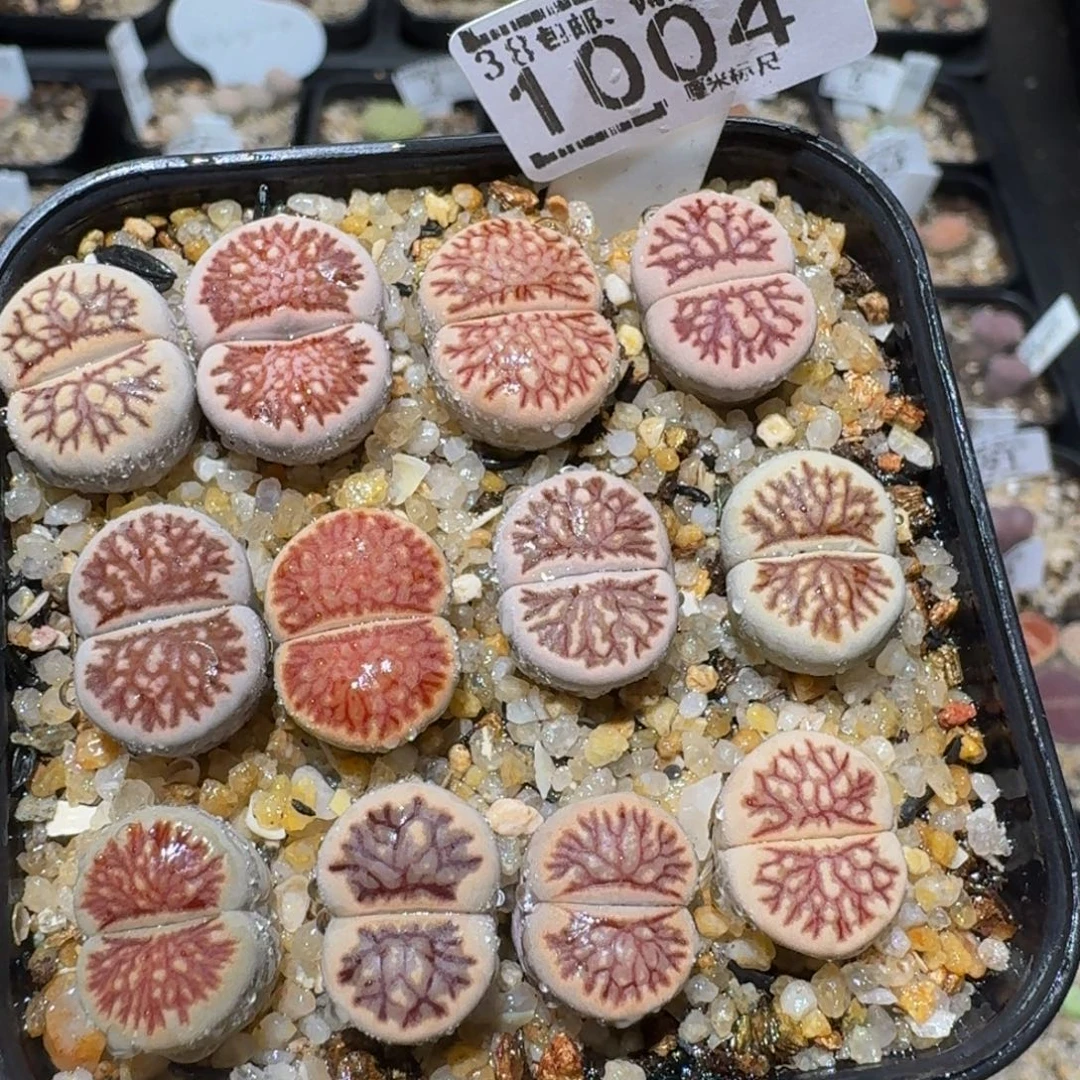 zzzzz生石花肉锥1004