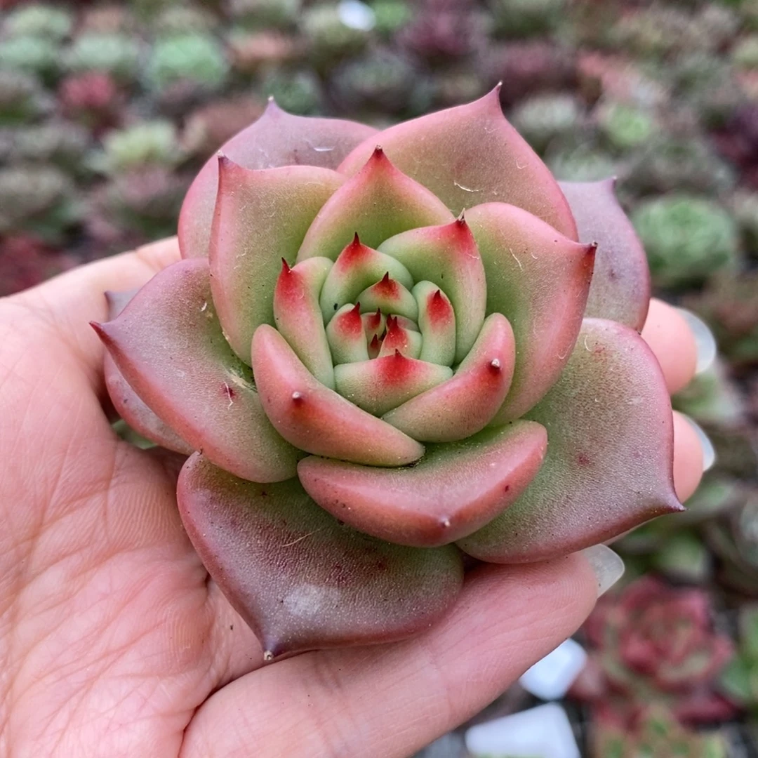 无花朵2828 号东云系多肉植物