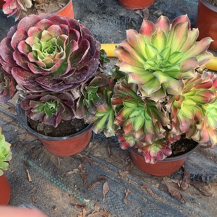 329两颗多肉植物