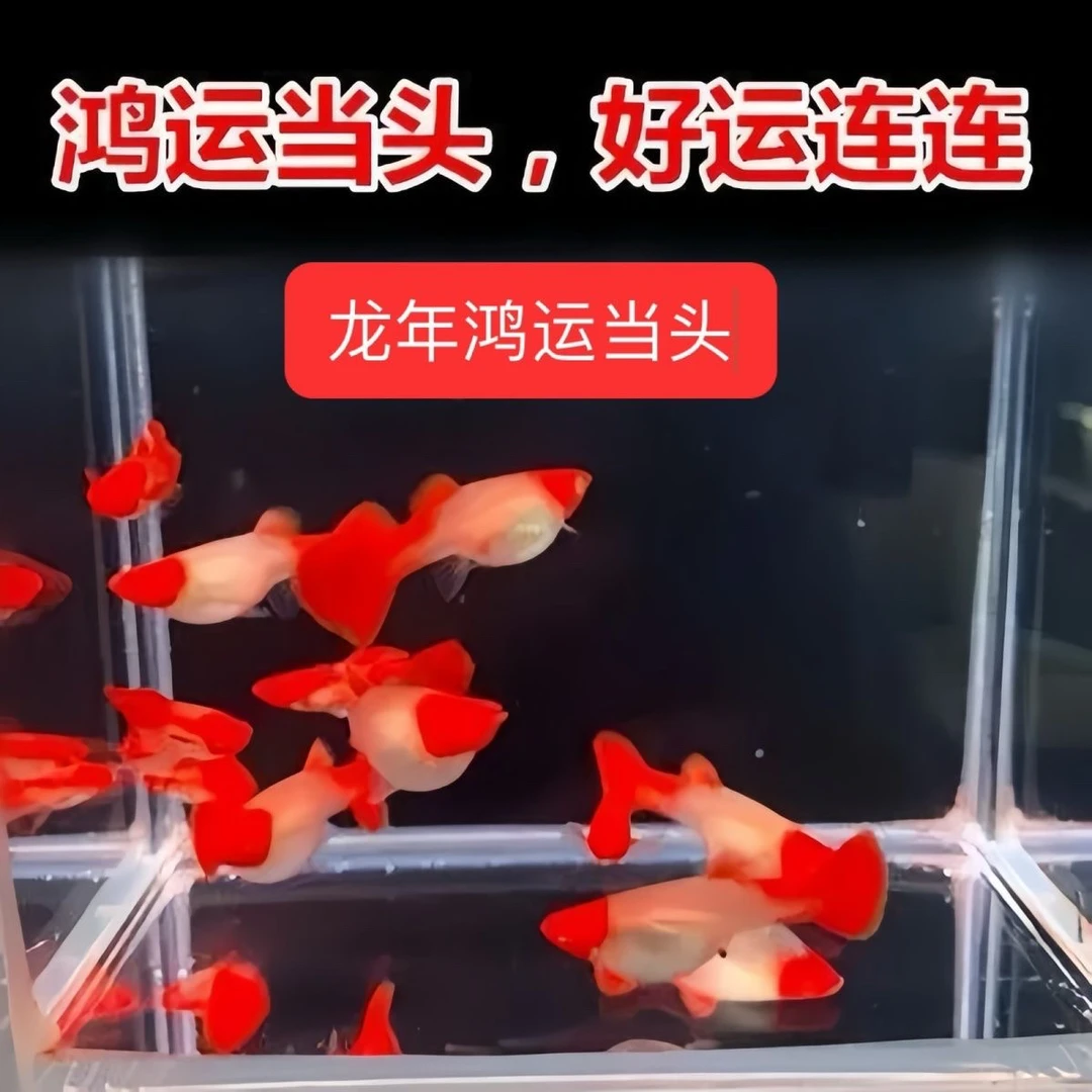 鸿运当头孔雀鱼，5月龄鸿运当头种鱼包头包鳃个个带孕，孔雀鱼