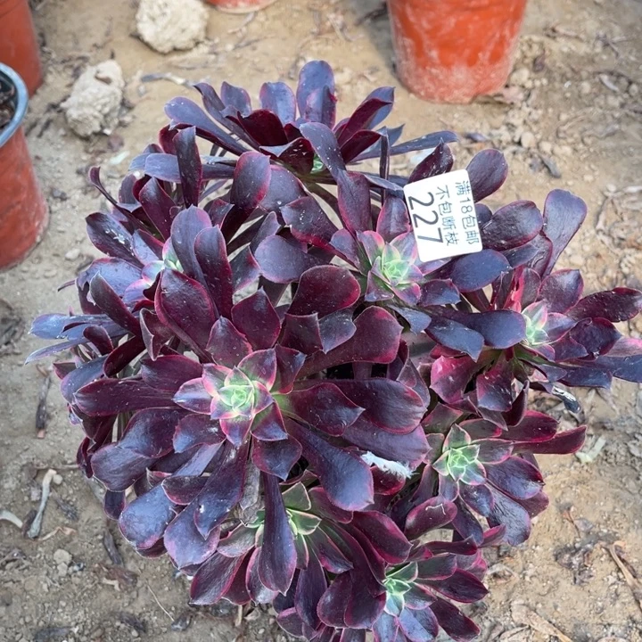 227金丝雀大绣球1号