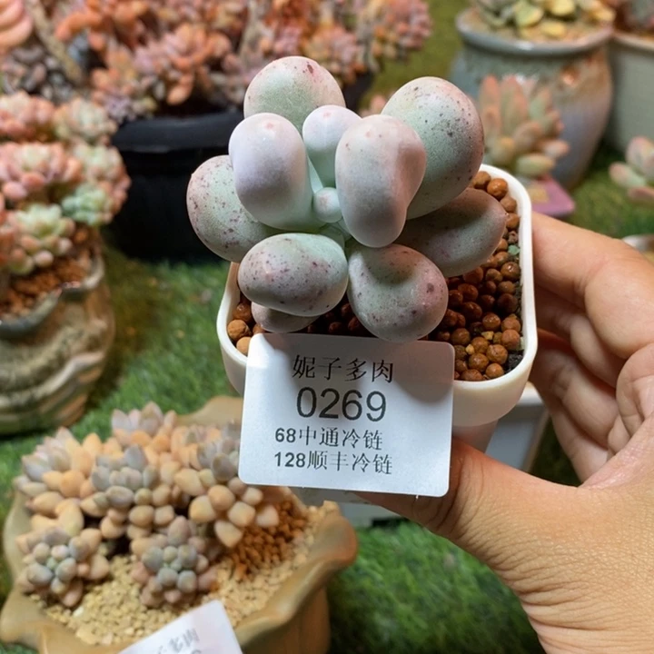 0269 不满68请拍冷链