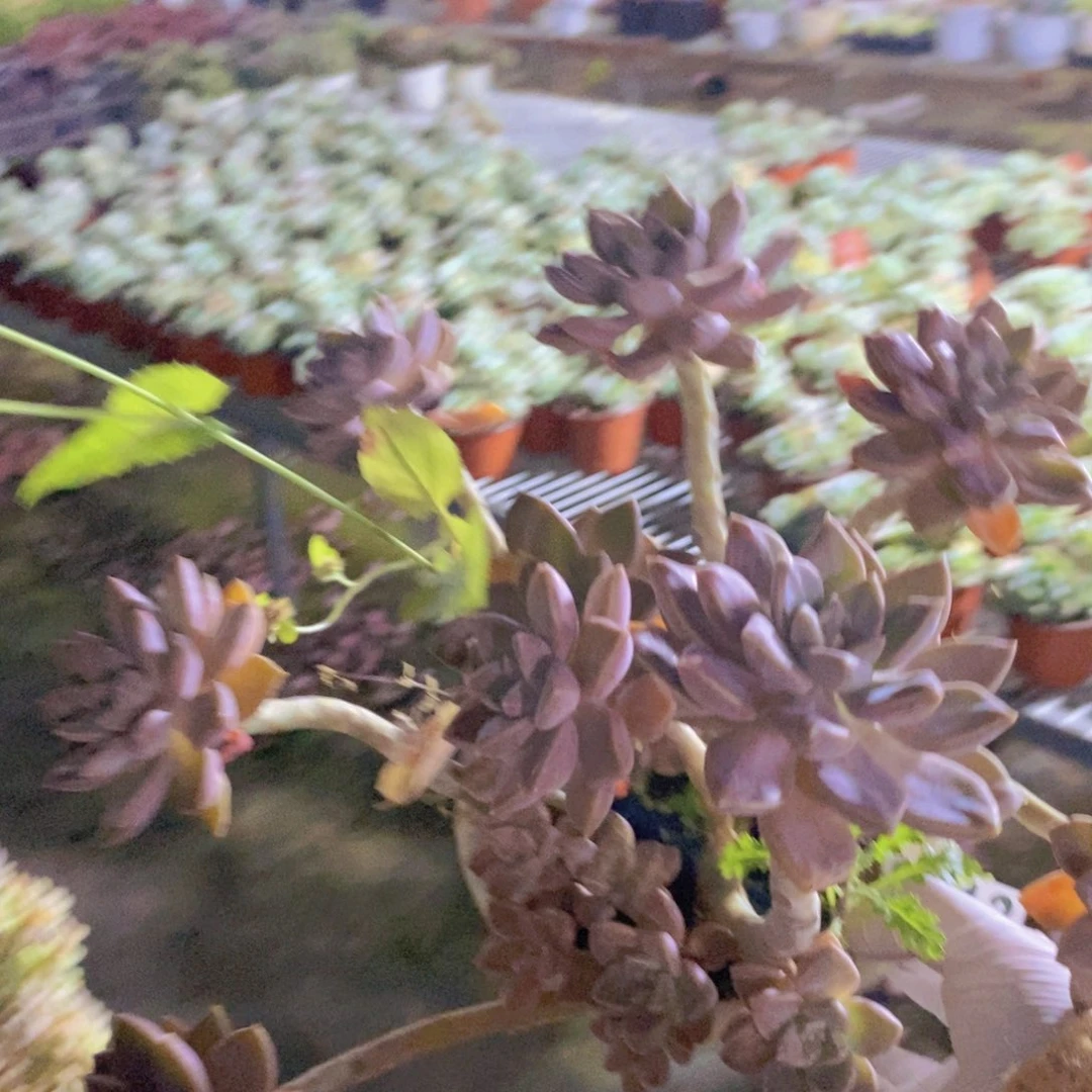 9313阿伦培一物一拍