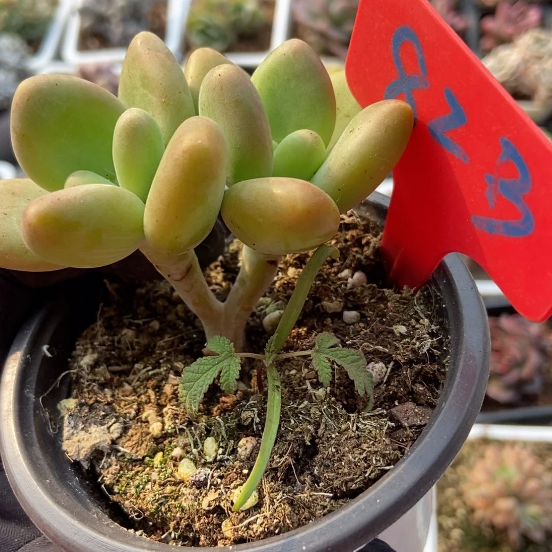 823金蝉多肉植物保护