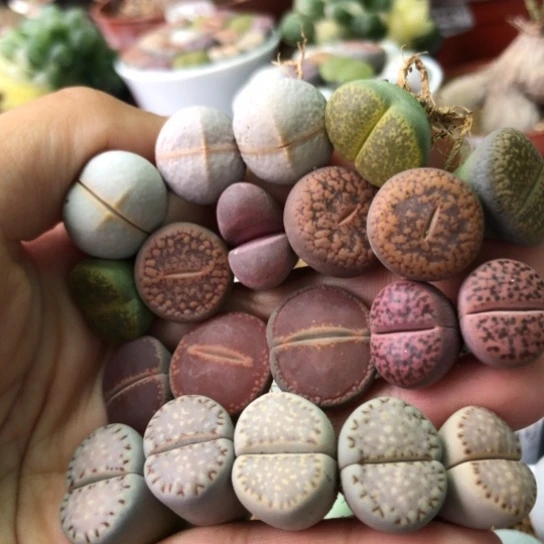 2332，1.7厘米左右捡漏