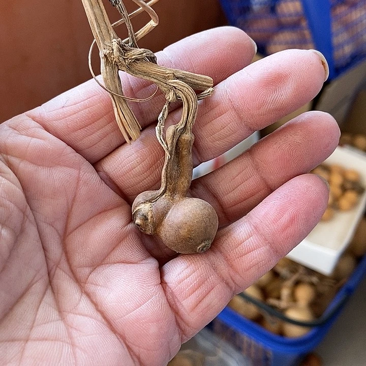 翻****！s d jv kv s s vv d x