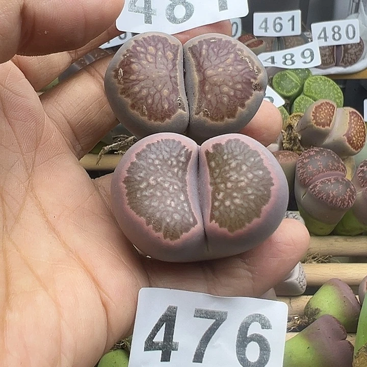 常*藤481 476福利1111111111111