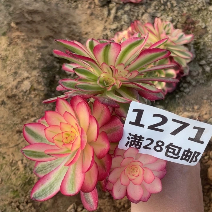 1271二号棚倾城母本F