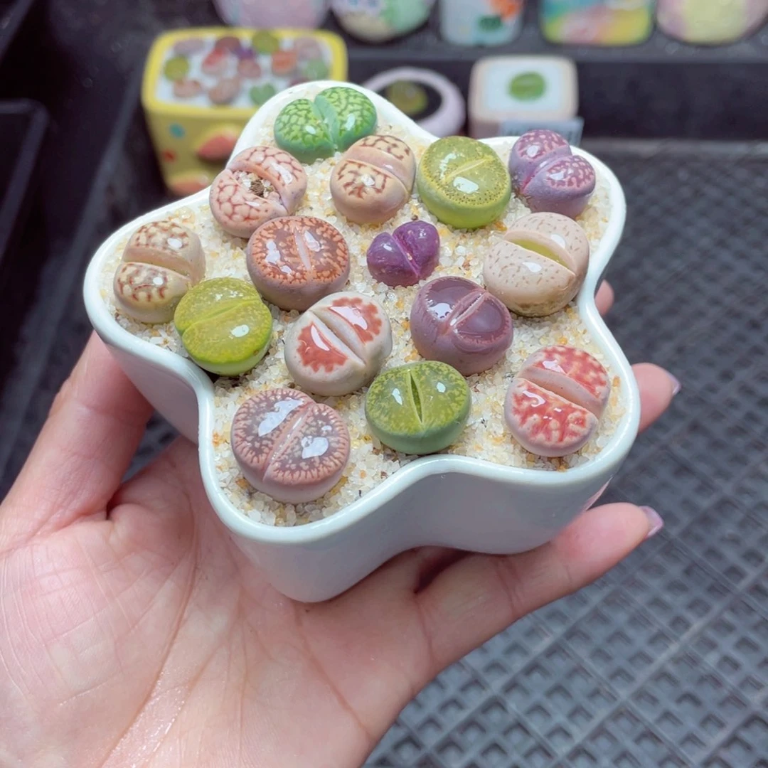 w7519 -零下地区拍保温箱-15支持寄养