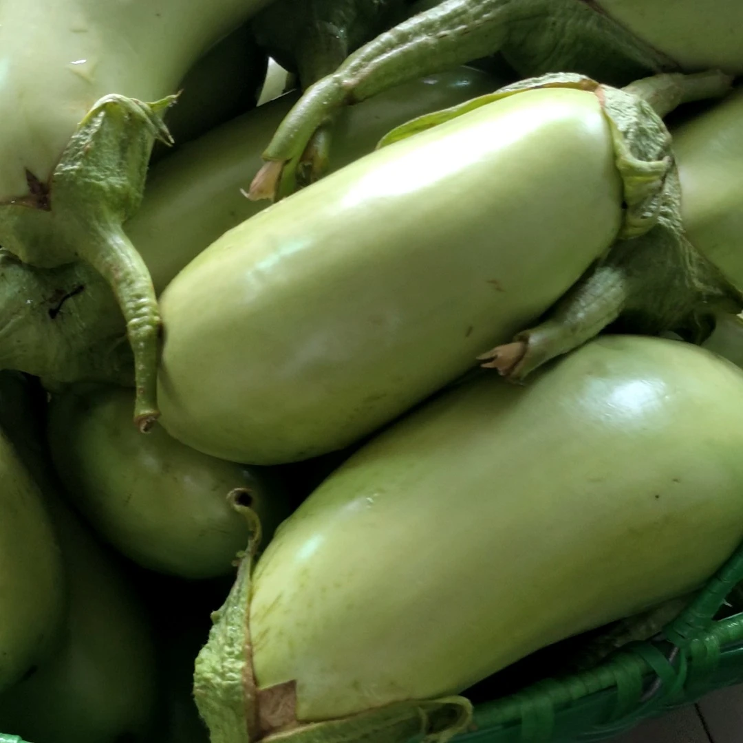 新鲜蔬菜茄子青茄子露天农家肥蔬菜