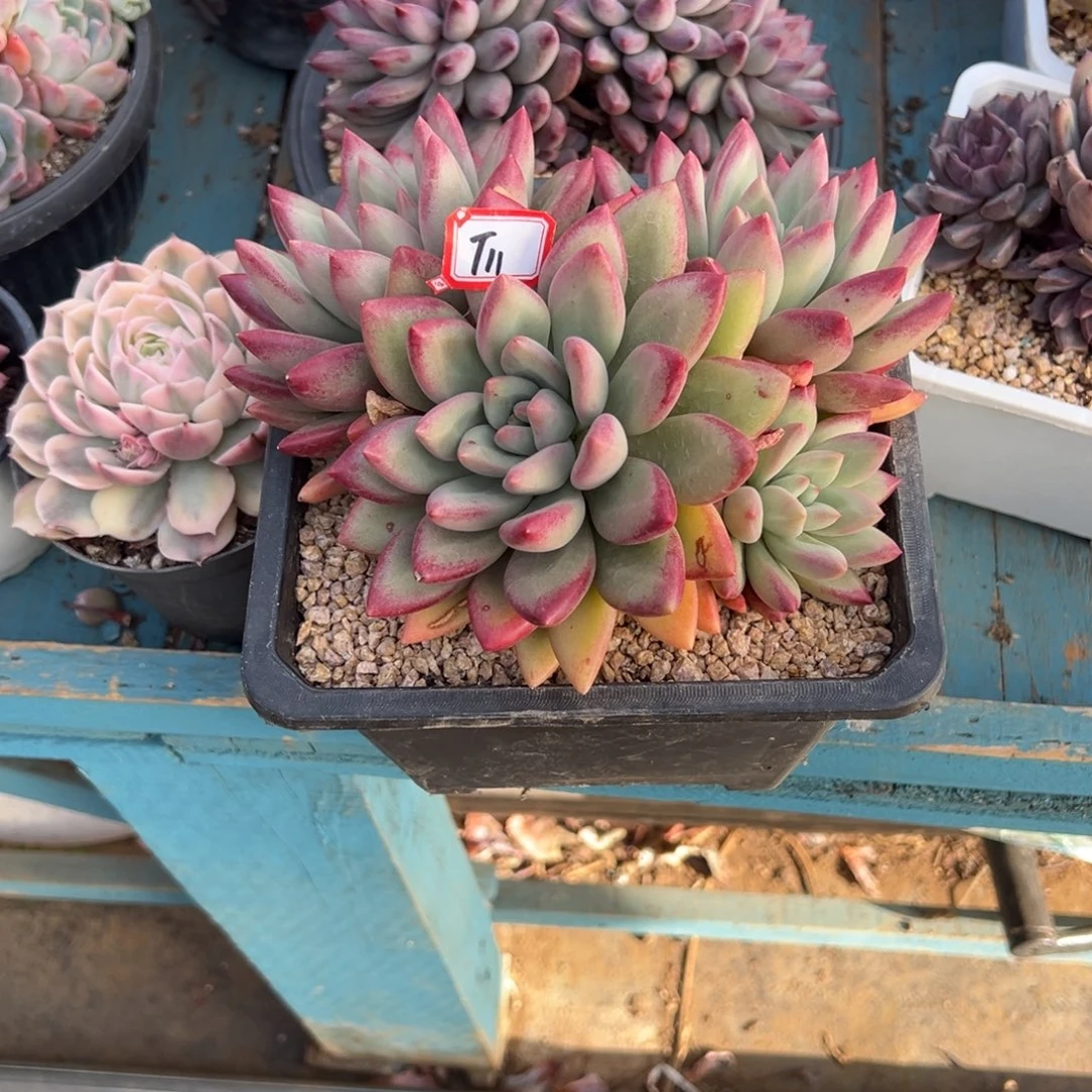 Q***生精品多肉植物老桩