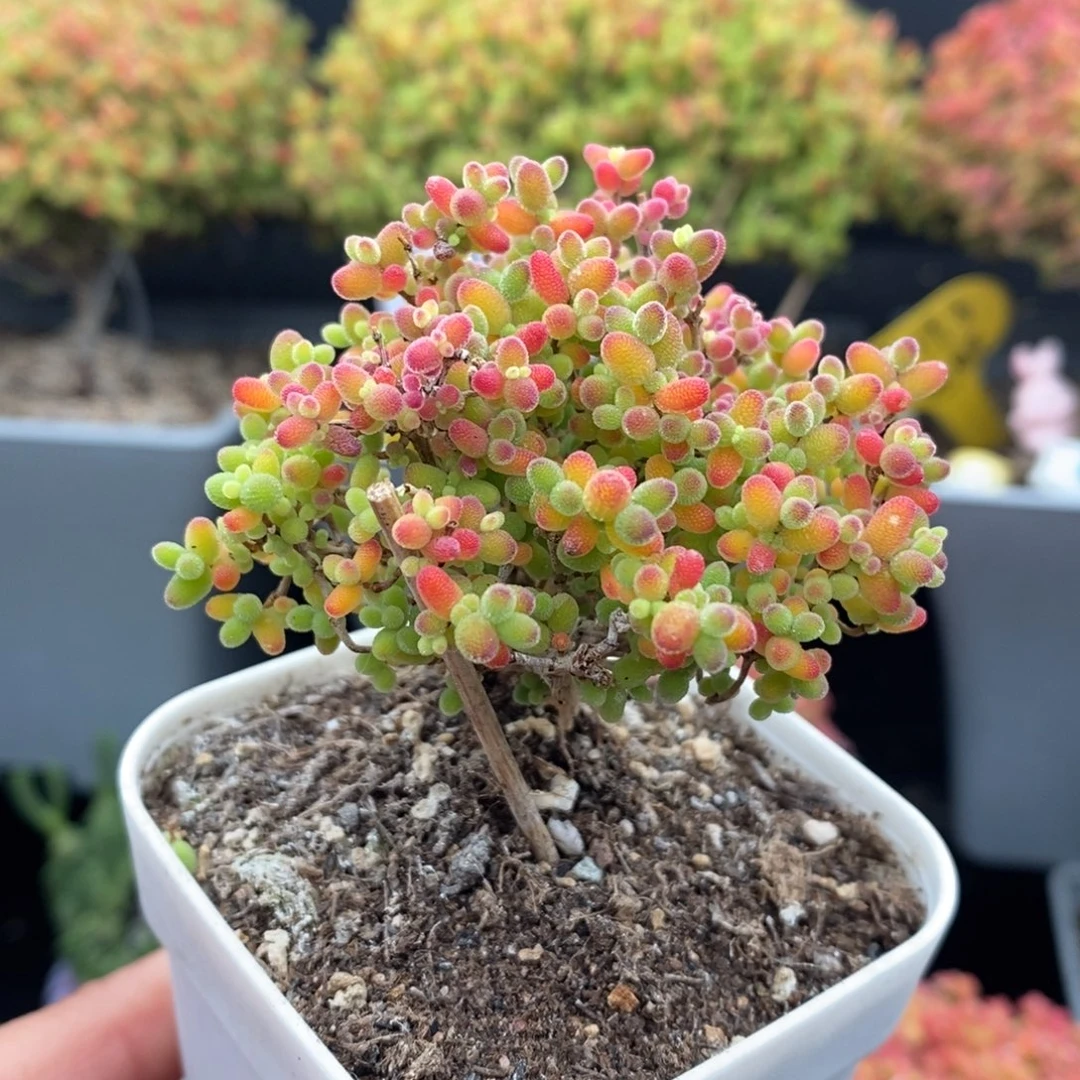 无花朵65号蜜橘糖球（下播浮力）