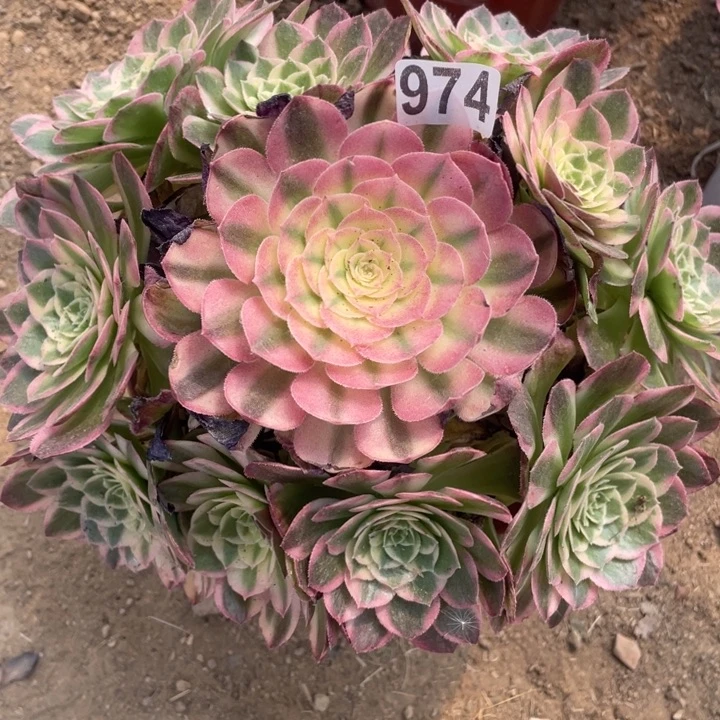 974多肉植物海仙