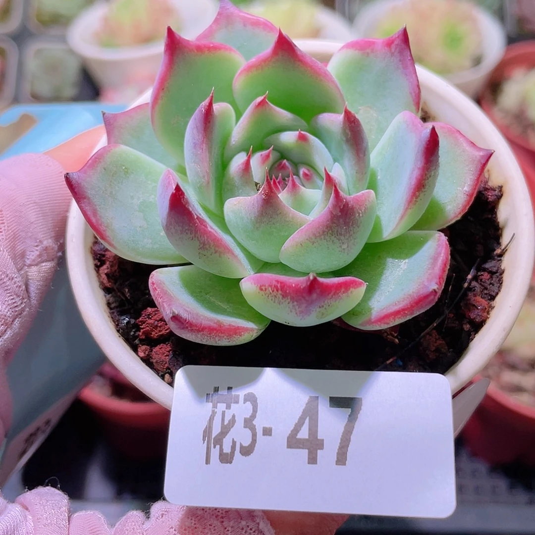 花利美3-47吉娃娃