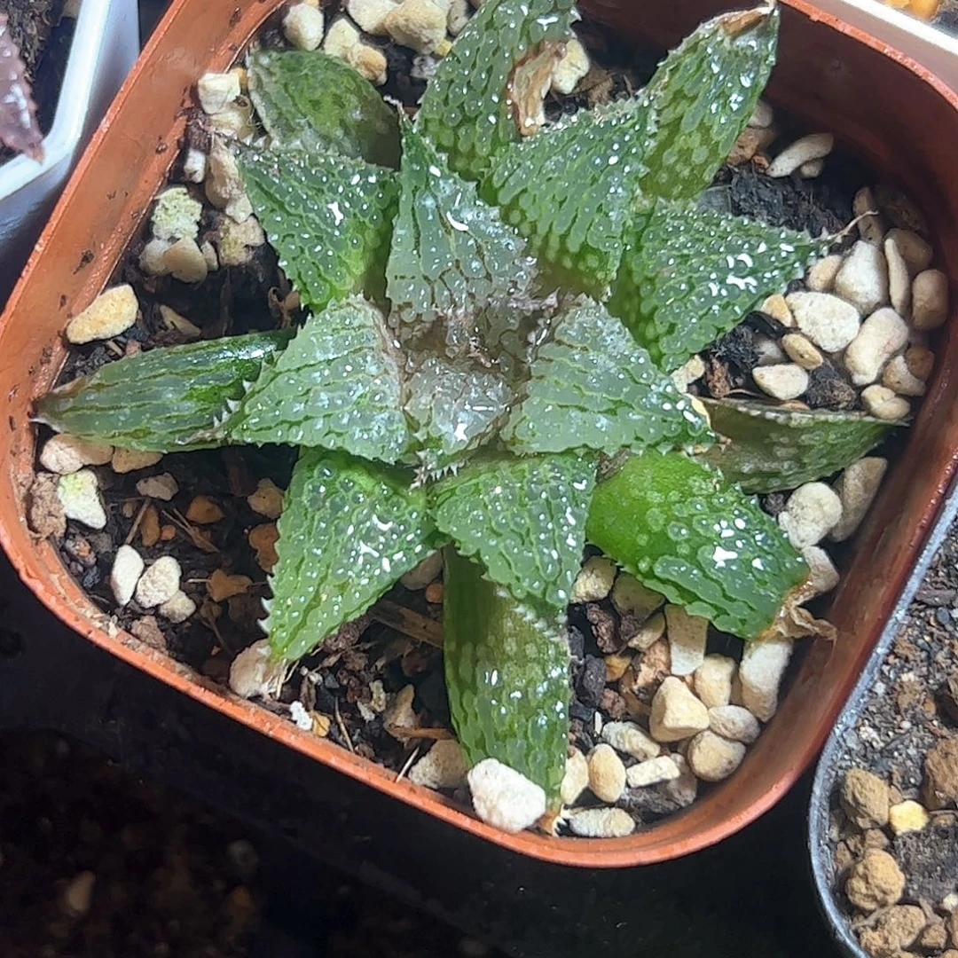 莫瑞莎十二卷多肉植物