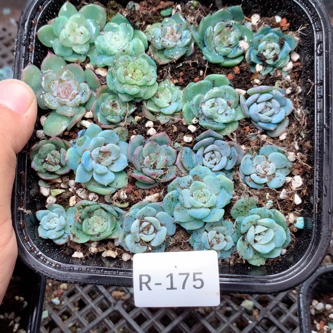 无花朵R175英语英语