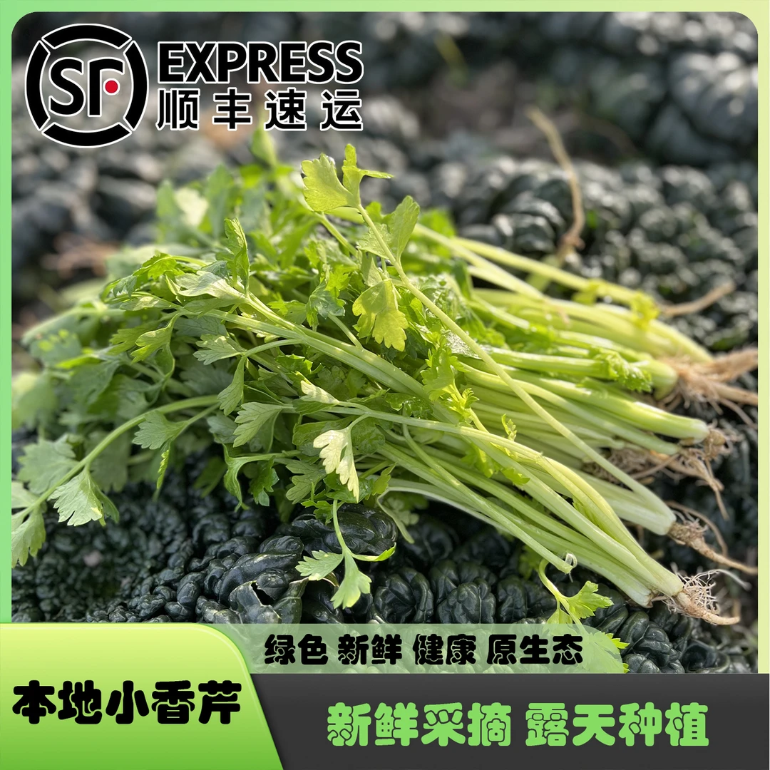 【易小菜精选】苏州本地小香芹 小药芹 新鲜 现摘 农家种植 原生态