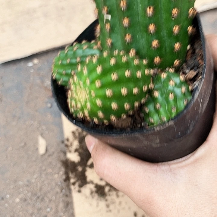 金四毛花毛花246776434
